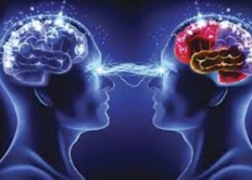 LỢI ÍCH SỨC KHỎE CỦA MIRTOGENOL: - Bộ Não và Chức Năng Nhận Thức